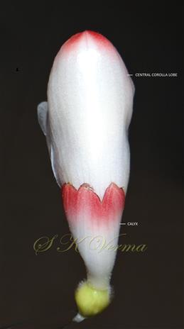  Young flower-Fl. with calyx below and corolla abobe